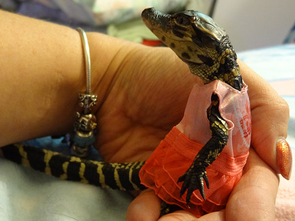 包含亚美甲：瓦尼二队VS阿拉拉特FC二队的词条